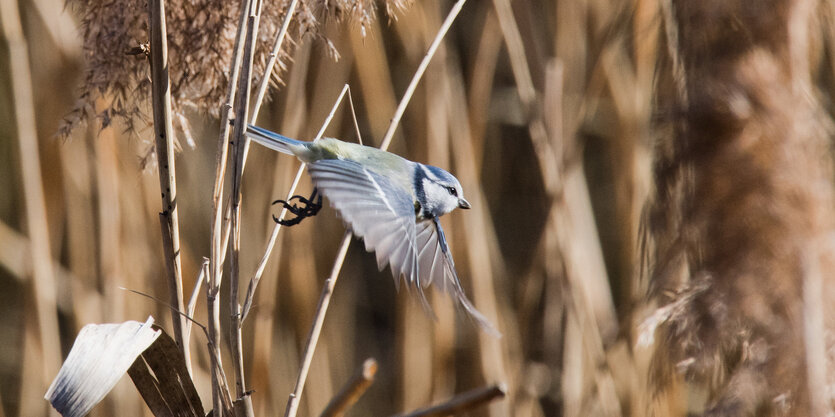 Eine Blaumeise fliegt durch Getreide.