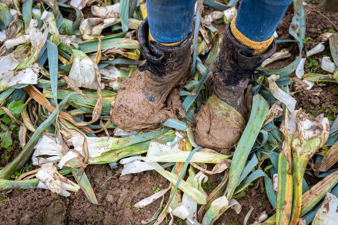 Mit Schlamm bedeckte Schuhe stehen zwischen geernteten Lauchstangen