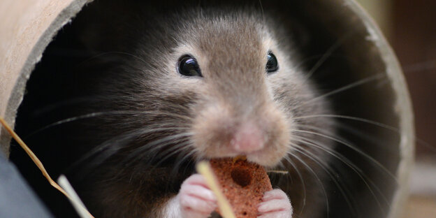 Ein Hamster knabbert in seinem "Versteck" an einer Leckerei.