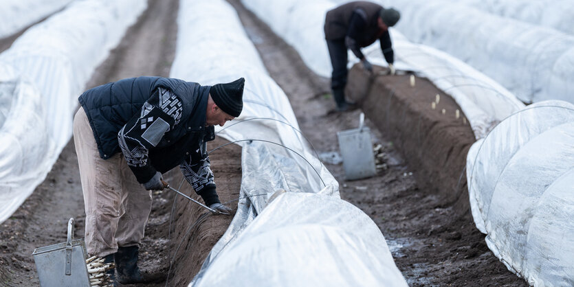 Arbeiter aus Rumänien ernten auf einem beheizten Spargelfeld Spargel