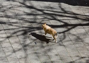 Auf dem menschenleeren Gehweg läuft ein Hund Auf dem menschenleeren Gehweg läuft ein Hund