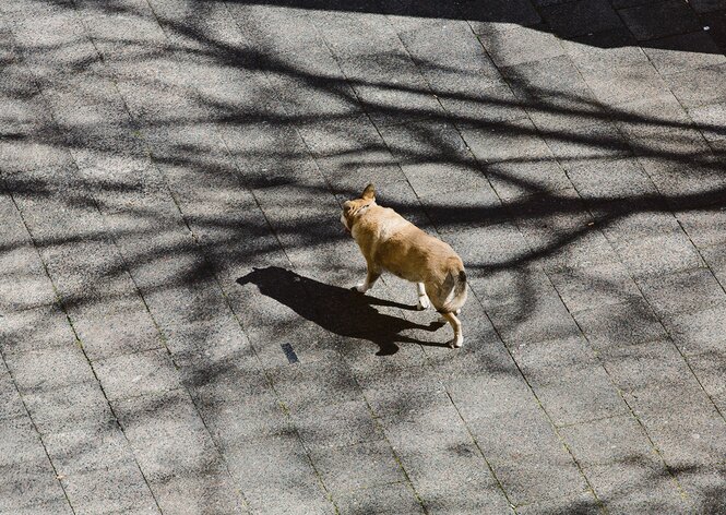 Auf dem menschenleeren Gehweg läuft ein Hund