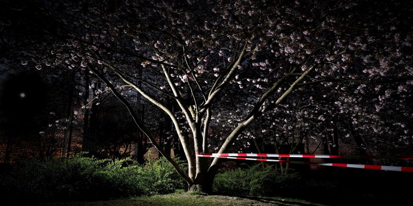 Baum, der rosa Blühten trägt. Fotografiert bei Nacht