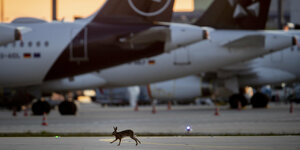 Ein Hase hoppelt auf dem Frankfurter Flughafen an parkenden Flugzeugen vorbei