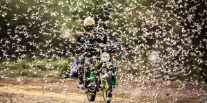 Ein Motorradfahrer fährt durch einen Heuschreckenschwarm.