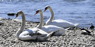 Drei Schwäne sitzen am Ufer eines Flusses.