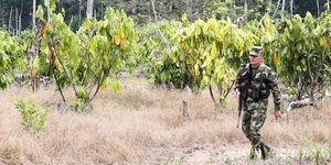 Kolumbianischer Soldat vor Kokapflanzen.