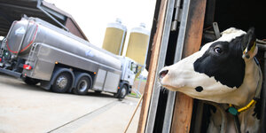 Eine Kuh schaut aus einem Stall auf einen Tankwagen.