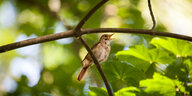Kleiner brauner Vogel mit aufgesperrtem Schnabel im grünen Baum
