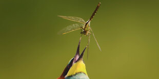 Ein Bienenfressser fängt eine Libelle.