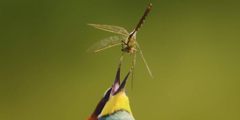 Ein Bienenfressser fängt eine Libelle.