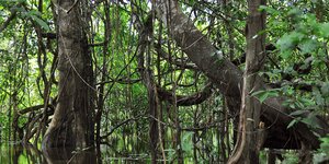 Ein Regenwald mit Lianen, der Boden ist überflutet