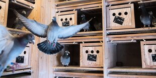 Brieftauben fliegen los aus einem Stall