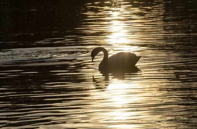 Nur als Silhouette ist ein Schwan im Licht der aufgehenden Sonne auf dem Landwehrkanal zu erkennenIdy