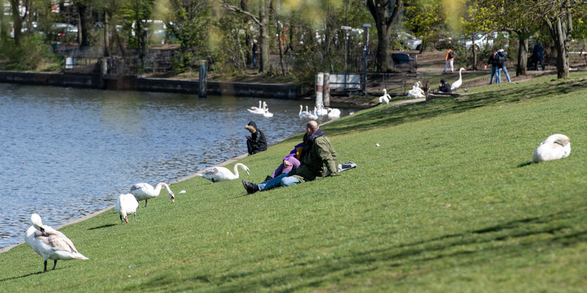 Vereinzelt sitzen Menschen zwischen den Schwänen am Ufer des Urban-Hafens in Kreuzberg