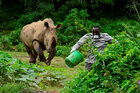Ein Nashorn jagd einen Ranger