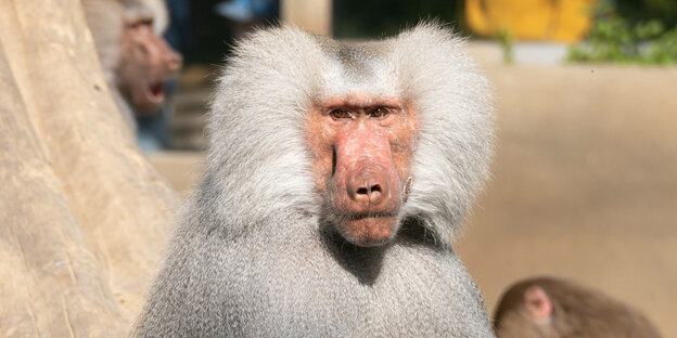 Ein Affe im Zoo.