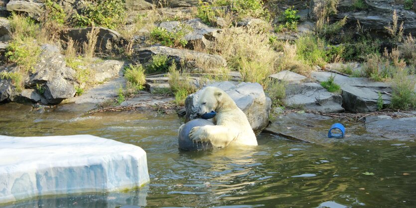 Das Eisbärgehege im Tierparl