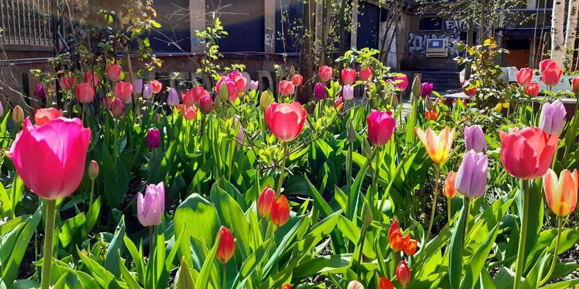 Blühende Tulpen im Garten des Berliner Clubs About Blank