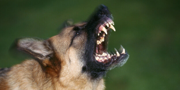Ein Schäferhund zeigt aggressiv seine Zähne