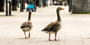 Blumenerde vom Balkon geklaut: Frau Amsel kommt tglich um 8 | taz.de
