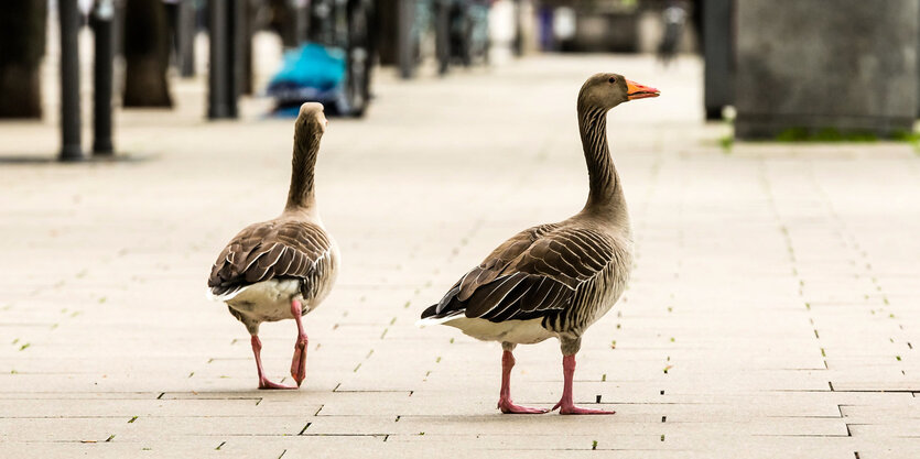 Zwei Gänse spazieren am Sonntag-Nachmittag über den wegen der Kontaktbeschränkungen wenig frequentierten Jungfernstieg in Hamburgs Innenstad