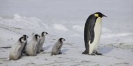 Fünf Pinguinküken sthen hinter einem erwachsenen Kaiserpinguin