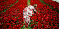 Frau von hinten pflückt Blumen auf einem Blumenfeld
