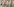Männer stehen in einem Schlachthof und zerlegen Schweine