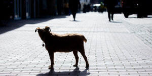 Ein Hund steht in einer Fußgängerzone.