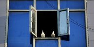 Ein blaues Fenster mit Tauben