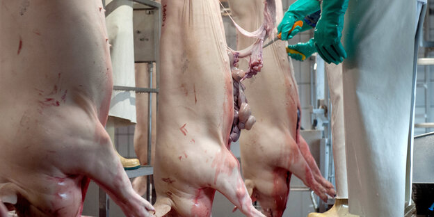 Schweine laufen nach der Tötung durch die Stationen im Zerlegebereich eines Schlachthofes.