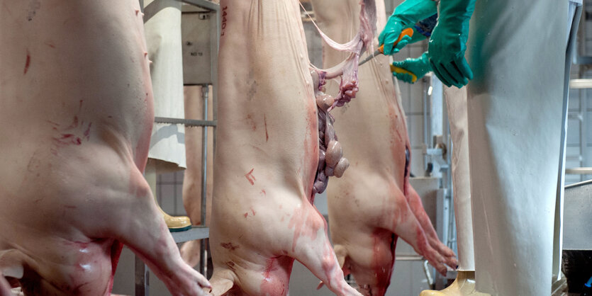 Schweine laufen nach der Tötung durch die Stationen im Zerlegebereich eines Schlachthofes.