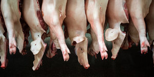 Halbierte Schweine hängen in einem Schlachthof in Niedersachsen