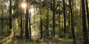 Sonnenuntergang zwischen Baumstämmen, Schorfheide