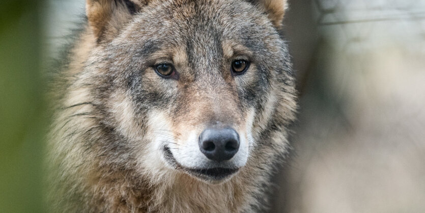 Ein Wolf guckt mit in die Kamera