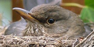 Eine Amsel sitzt in ihrem gerade fertiggestellten Nest und brütet ihre Eier aus