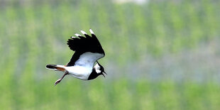 Ein fliegender Vogel