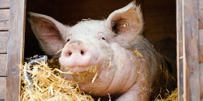 Mastschwein auf einem Gnadenhof im Stroh