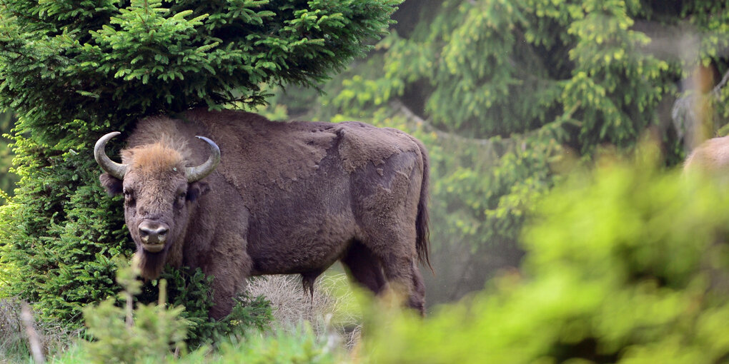 Wisent zwischen Tannen