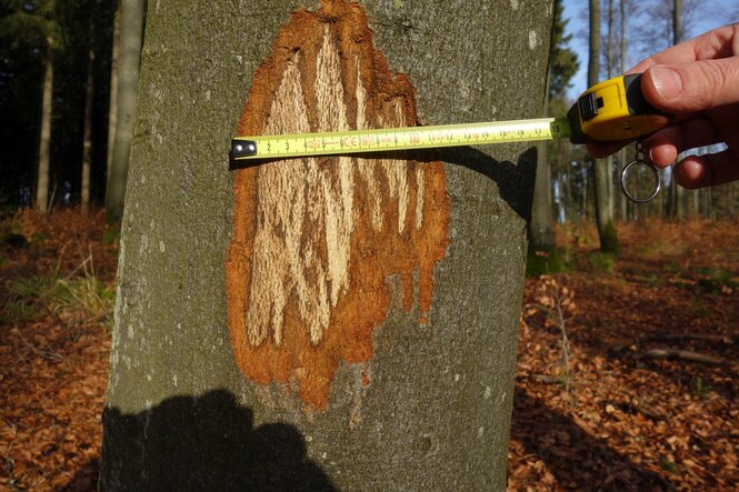 Buche mit abgeknabberter Rinde