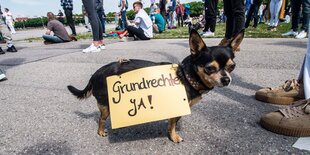 ein Hund trägt ein schild mit der aufschrift Grundrechte Ja!