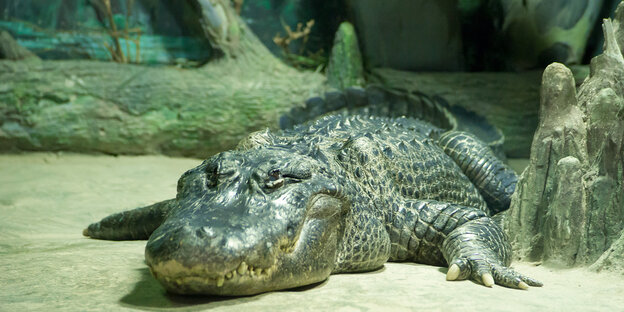 Ein Alligator liegt auf dem Boden