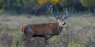 Ein Hirsch steht in einem Nationalpark in Spanien