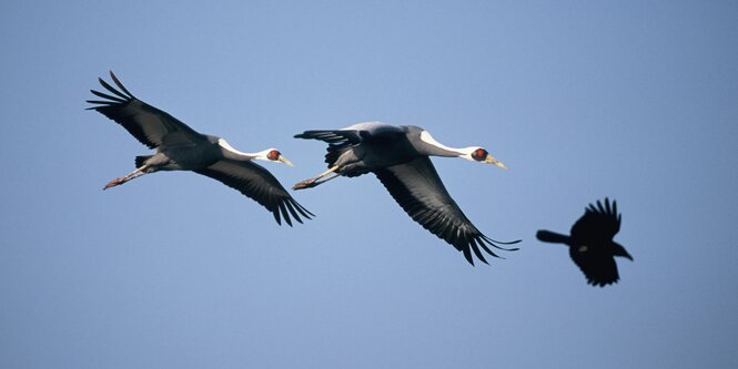 Kraniche im Flug