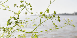 Pflanze mit kleinen grünen Blüten an kahlen Stängeln, dahinter die Elbe