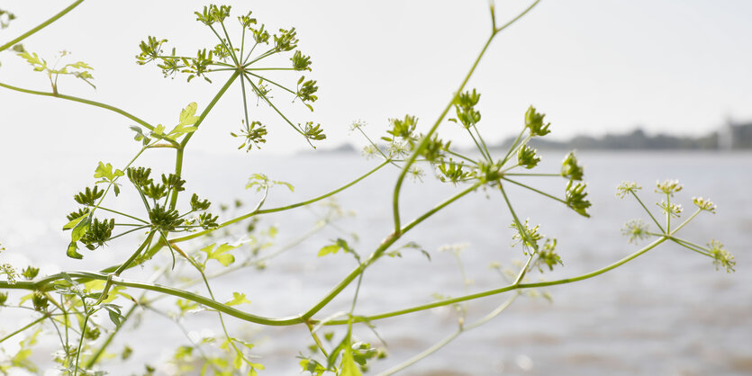 Pflanze mit kleinen grünen Blüten an kahlen Stängeln, dahinter die Elbe