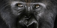 Gesicht eines Berggorillas