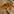 Stummelfussfrosch ist orange mit braunen Flecken