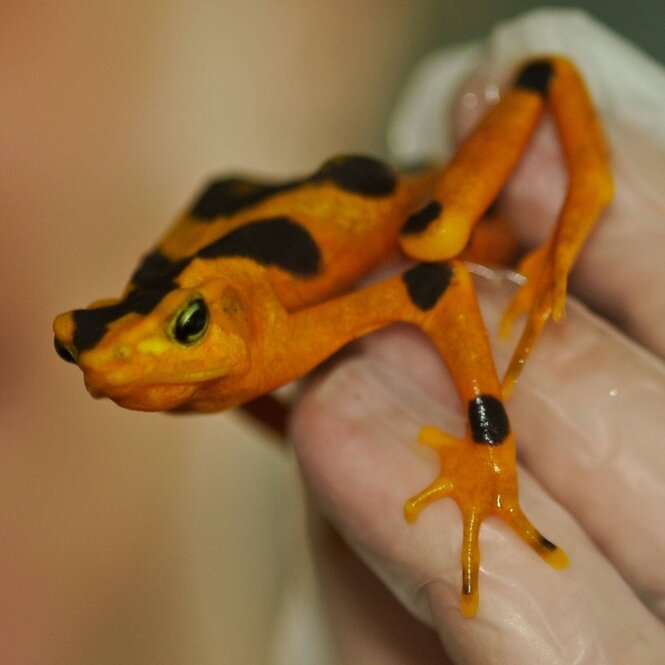 Stummelfussfrosch ist orange mit braunen Flecken